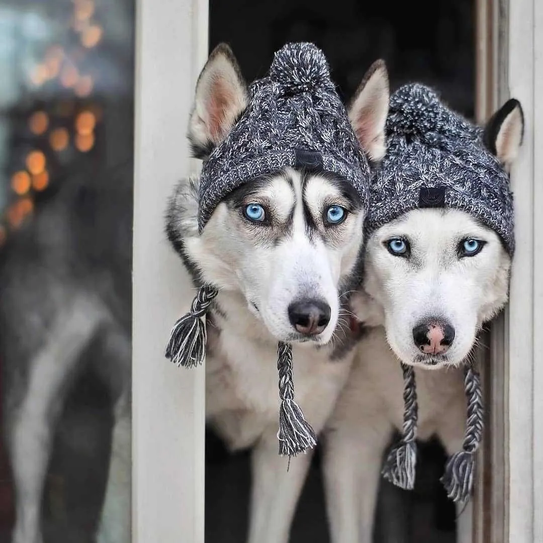 Dog Beanie Hat