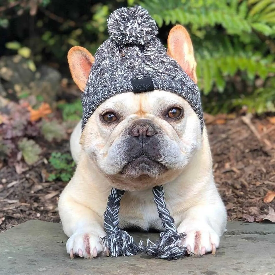 Dog Beanie Hat