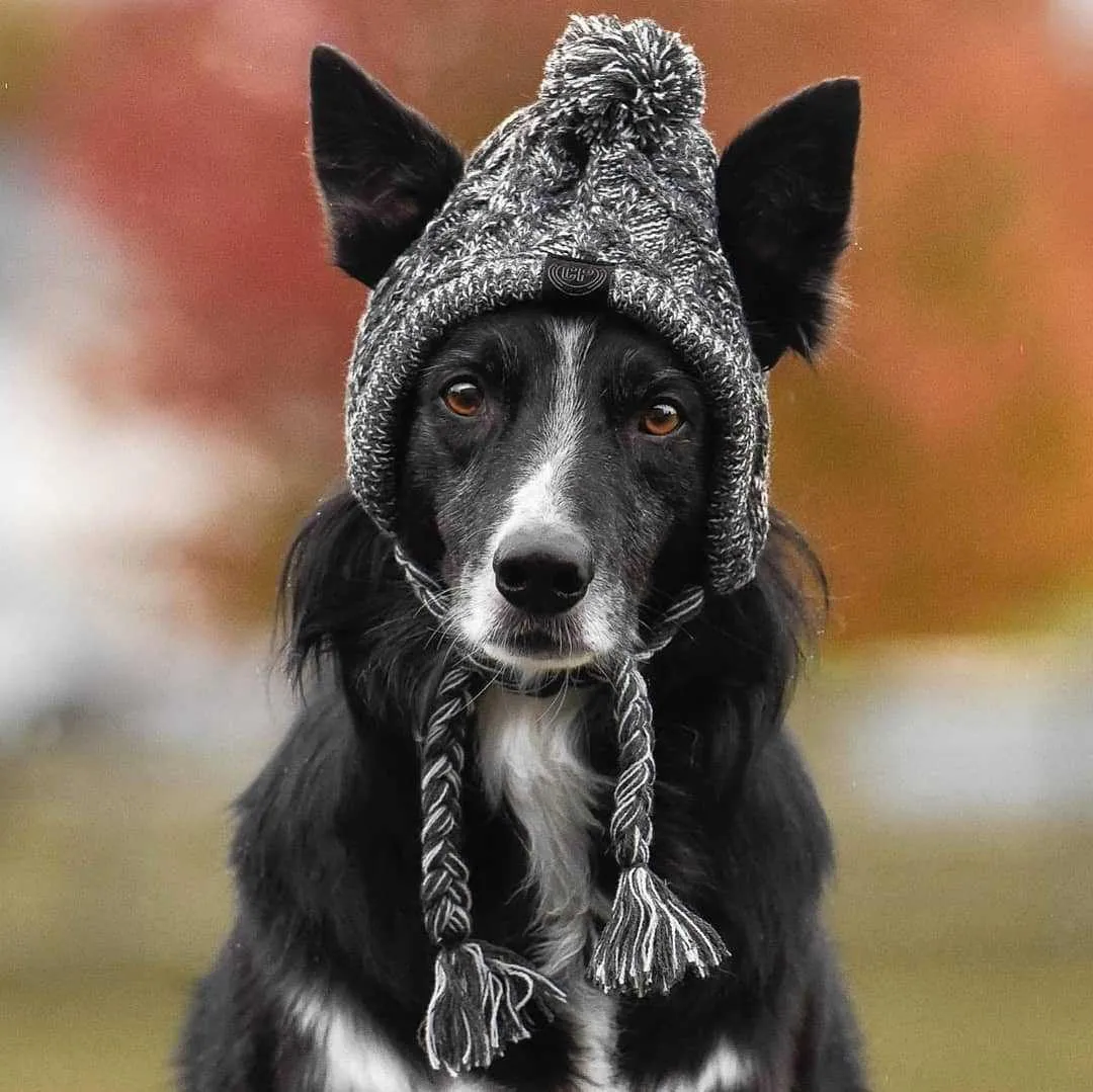 Dog Beanie Hat