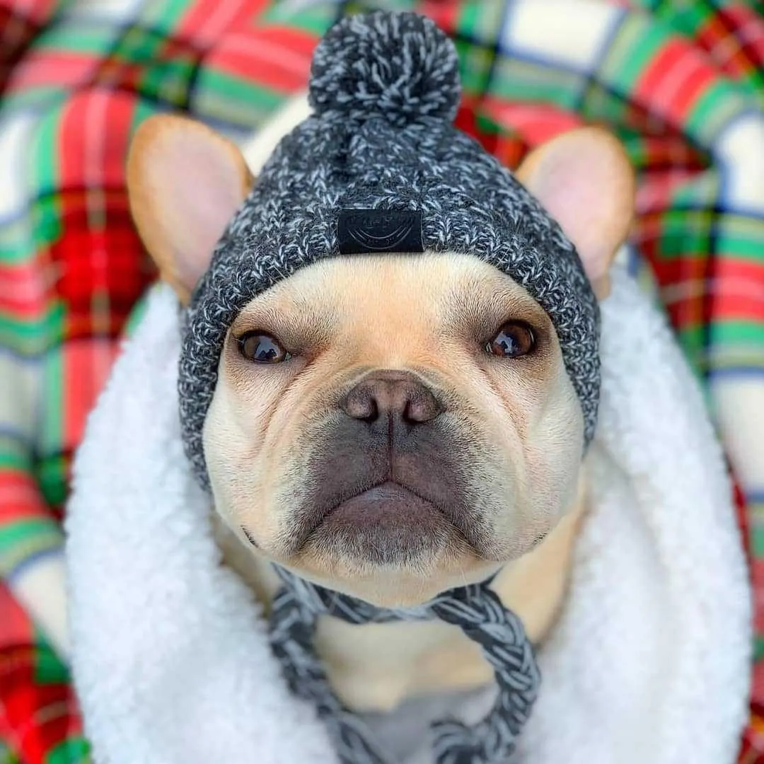Dog Beanie Hat