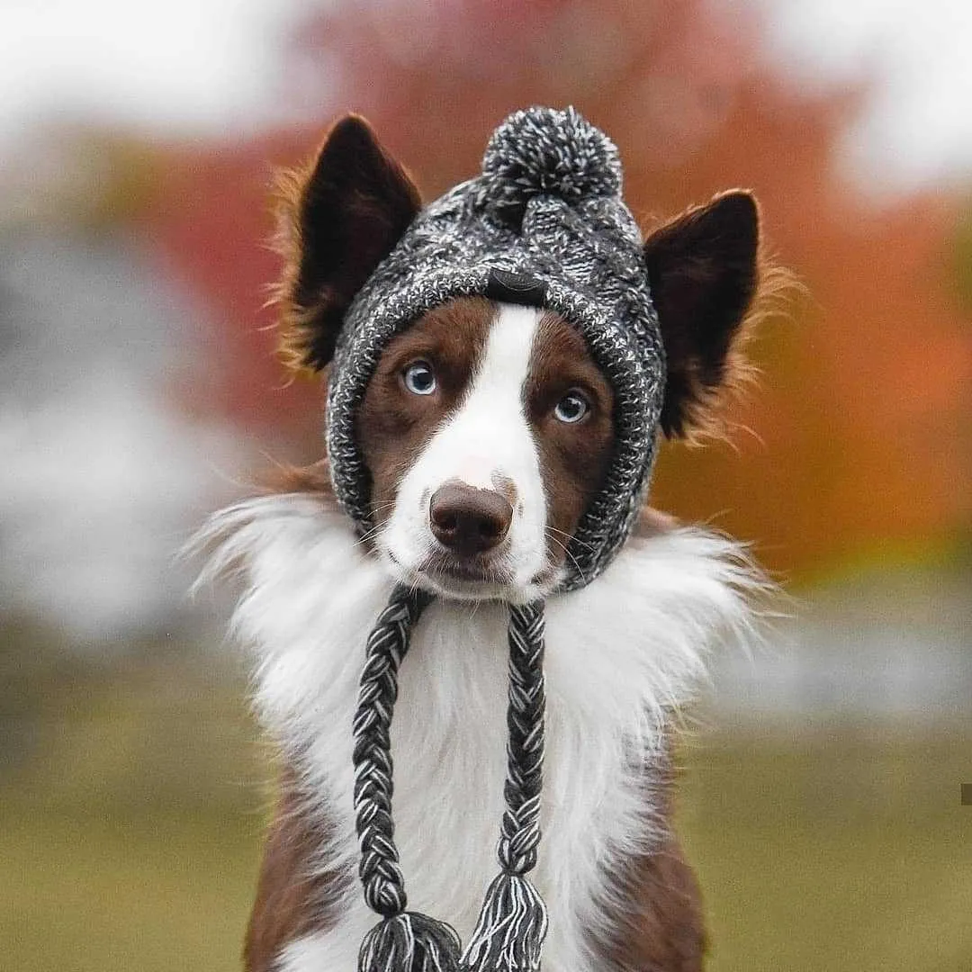 Dog Beanie Hat